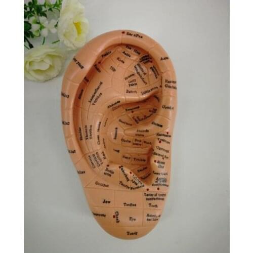 New! Ear acupuncture earpins model model auricular application model ear acupuncture points model17 English version