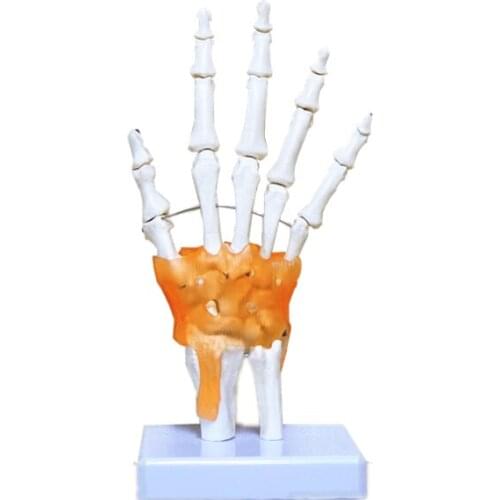 Hand bone joint function model palm skeletal model with ligament teaching instrument