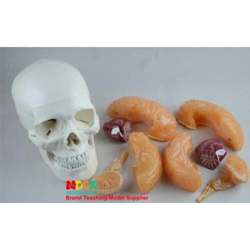 Medical human standard human head bone plus brain model 1:1 brain model anatomy neurology MTG010