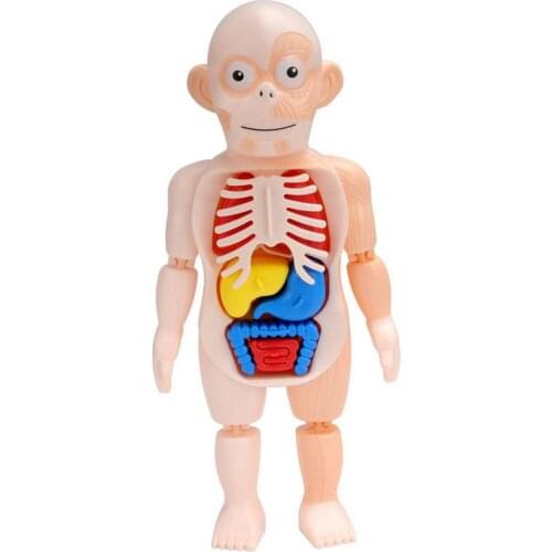 Educational Learning DIY Assembled Toys Kits Body Organ Medical Teaching Tools Montessori 3D Puzzle Human Body Anatomy Model Toy