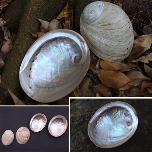 Australian White Abalone Shell Natural Shell&Conch Home Decoration Sea Beach Wedding Landscape Decoration Coquille d'ormeau