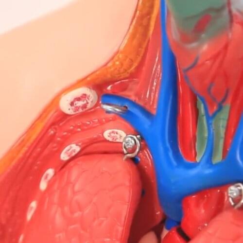 28CM Human Torso Anatomy Model Viscera Heart Brain Skeleton Medical Teaching