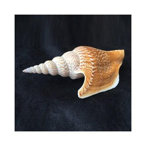 Natural Golden Axe Phoenix Snail 10-12cm Rare Collection Shell Conch Variety Seashells conch Home decoration