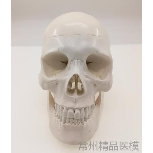 Plastic skull model painting art sketch teaching simulation skull skeleton model