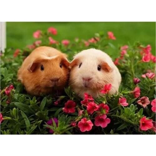 5D DIY Diamond Painting Cute Guinea Pig Cross Stitch Animal Diamond Embroidery Full Square crystal Mosaic decor Art Crafts P549