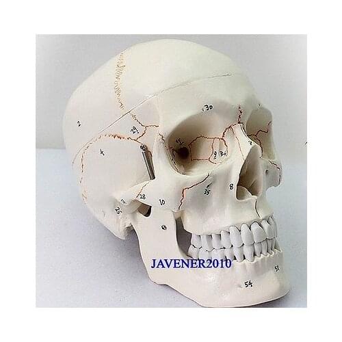 Human Anatomical Anatomy Asian Youth Head Skeleton Skull Medical Model