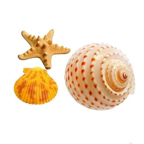 1 Set of 3 pcs Natural shells and conchs for childrens toys home decoration
