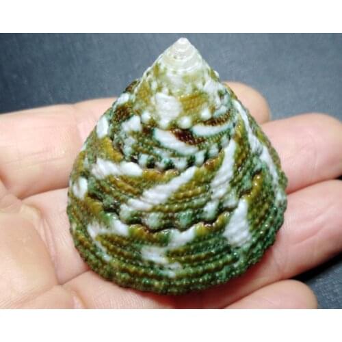 Natural conch shell green tower snail fish tank decoration aquarium landscaping window display photography props decorative orna