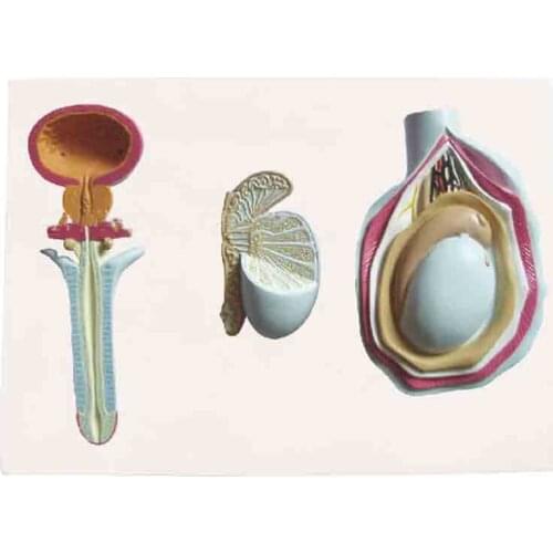 The anatomical model of male z-organ of d0656