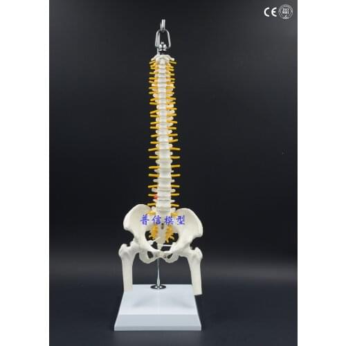 45cm Flexible spinal column model human skeleton spine model