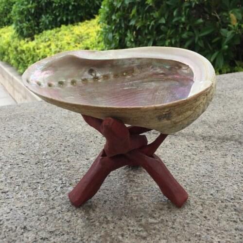 Natural abalone shell craft Conch DIY Home Decoration Aquarium Landscaping Wedding Landscape Decoraition