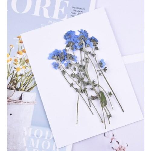 60pcs 4-7cm Pressed Dried Myosotis Sylvatica Forgetmenot Flower Plant Herbarium For Jewelry Postcard Bookmark Phone Case DIY