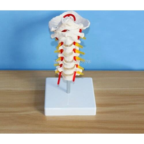 Human Anatomical Model Cervical Vertebra Model Cervical Spine with Neck Artery Occipital Bone Disc and Nerve Model Life Size
