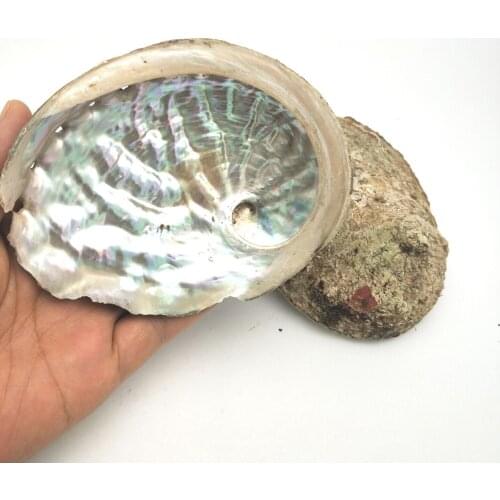 11-12cm Wholesale Hot Selling Natural Conch Craft Sea Raw Abalone Shell for DIY Home Decoration 2pcs/Lots