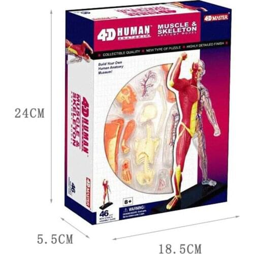 Human muscle human organ anatomy 4D master puzzle assembly toys Medical models