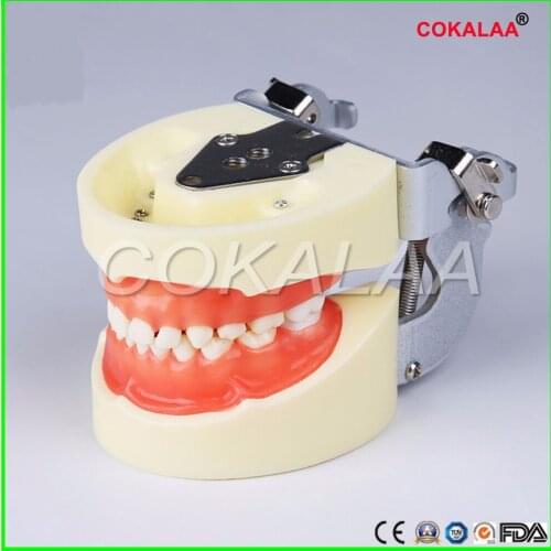 Dental Teeth Anatomical Anatomy Model Children Dental Model for frasaco / kavo head model