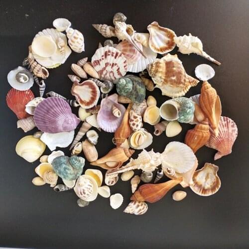 120PCS Mixed conch Ocean Sea shells Wedding Decor Beach Theme Party, Seashells Home Decorations, Fish Tank,Candle Making