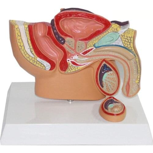 Male Pelvic Sagittal Anatomy Model Male Reproductive Organ Model Reproductive System Medical Teaching Model Tool
