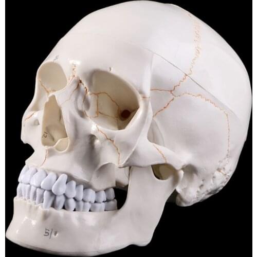 Life Size Human Skull Model Anatomical Anatomy Medical Teaching Skeleton Head Studying Teaching Supplies Halloween Bar Ornament
