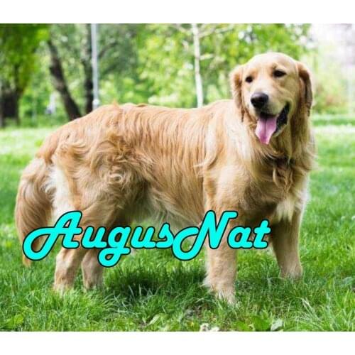 Dogs diamond painting golden retriever daimand embroidery sticker diamant dotz puzzle picture diamont pianting by numbers animal