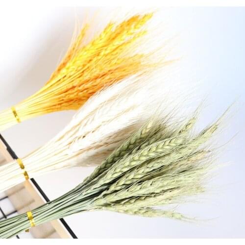 50 Pcs Real Wheat Natural Dried Flowers Wedding Party Decoration Flower Bouquet Diy Home Decoration Wheat Bouquet Photo Props