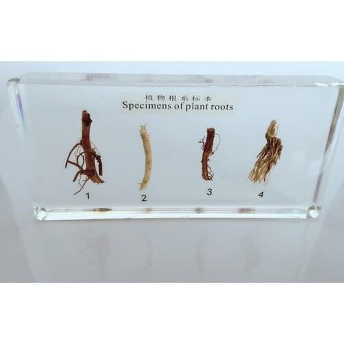 4 Kinds of Plant Roots Embedded Specimen Plant Root Shape Plant Specimen Biology Botany Resin Real Root System Specimen Model