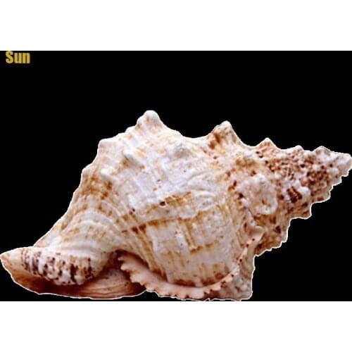 Natural Conch Shell Natural Large Frog Natural Family Decorations Marine Wind Mediterranean Ornaments Sea Snail Specimens Crafts