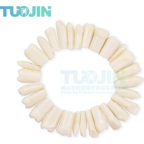 Free Shipping Compatibly Nissin Brand Dental Resin Tooth Model Material Plastic Teeth Teaching Model Dentistry Therapy Product