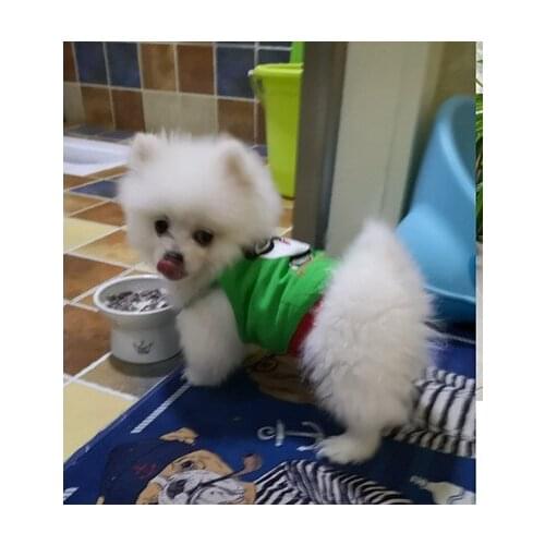 Cat Pet Dog Teddy Bichon Pomeranian Small Dog Spring Tide Brand Clothes Summer Spring and Autumn Thin