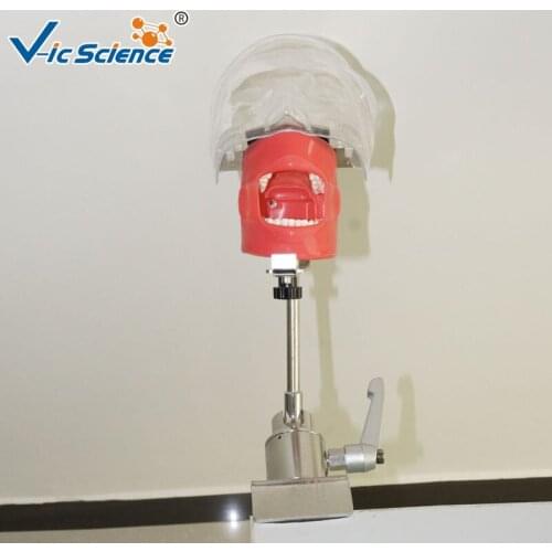 High Quality Clinic Practice Dental Head Model Tooth Model