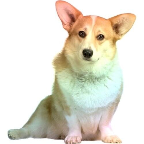 Funny Car Stickers for Corgi Colored Sunlight Decals Auto Door Wall Occlusion Scratch Animal Beautiful Decor