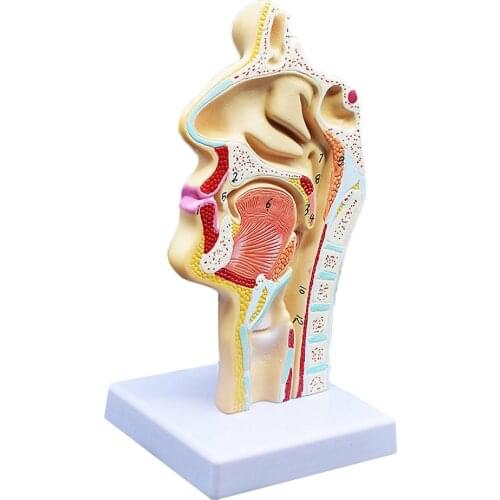 Human Anatomical Nasal Cavity Throat Anatomy Medical Model 4.7×4.7×9.5 inches