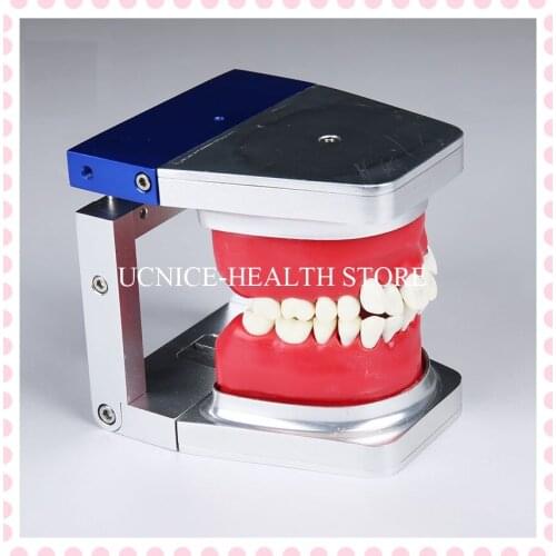 Replacement Alloy Typodonts M8017 Dental Teeth Model Orthodontic Training teeth model/Dental Typodont practice model