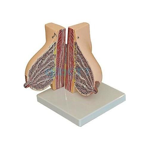 Human Feminine Lactation Anatomy of the Breast Model Anatomy Gynecology Teaching