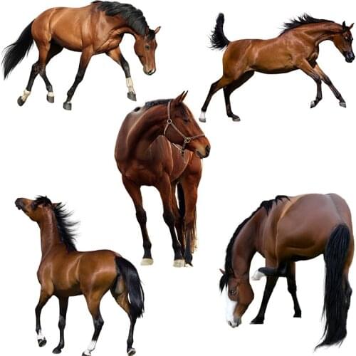 Three Ratels QD107 HD Brown steed Beautiful horses stickers for Room decoration car hood Poster Self Adhesive Removable