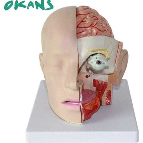 1:1 Size of Humans Skull 4 Parts Removable Head Cerebral Artery Anatomy Brain Model Medical Neurological Cerebrovascular Model