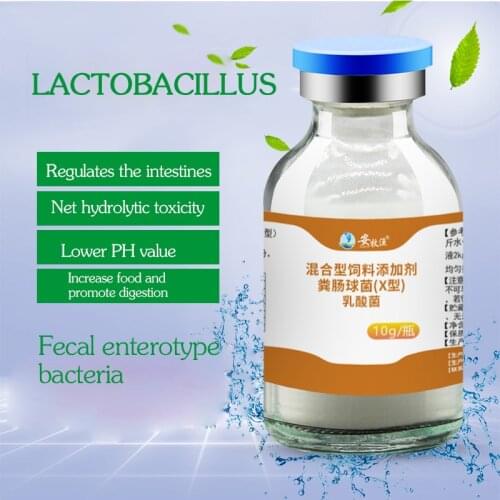 Lactic acid bacteria original species aquaculture baking powder species fish tank water transfer pond purification water quality