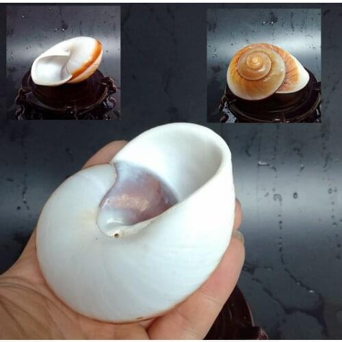 Mediterranean Coral Style Beach Natural Home Bead for Jewelry Seashell Decor Decoration Starfish Coastal Marine Maritime