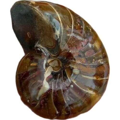 1pcs 9-10cm Natural parrot snail fossils perfect Mineral Specimen Stones Collection Students Children Gift