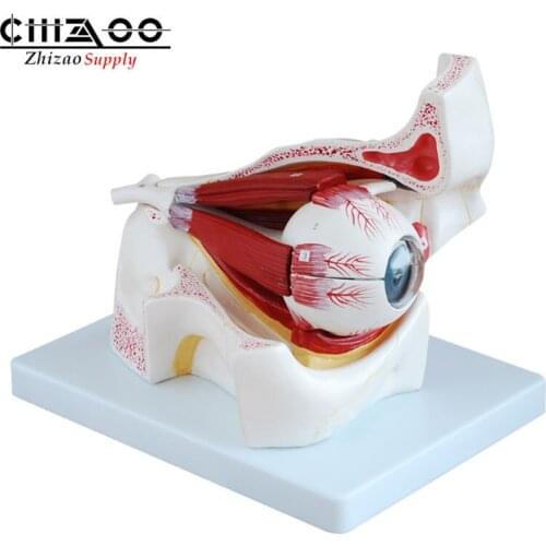 Medical Anatomy Eyeball Anatomical Human Eye with Orbit Model