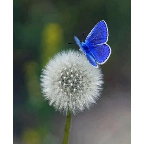 SenyuArt 5D DIY Diamond Painting Full Round Square Dandelion Butterfly Picture Embroidery Mosaic Paiting Cross Stitch Kits Decor