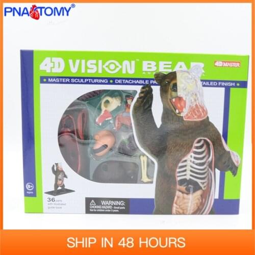 4D MASTER 36 Parts Animal Anatomical Model Black Bear Anatomy Skeleton DIY Gift Children Toy Zoo Decoration Museum Used Tool