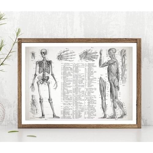 Human Anatomy Poster Canvas Painting Wall Picture , Muscular And Skeletal Systems Poster Canvas Prints Medical Wall Art Decor