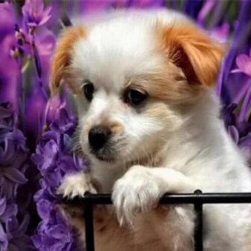 5D DIY Diamond Painting Animal Picture Purple Flower and Dog Beauty Picture Square/Round Diamond Cross Stitch Decoration WG3036