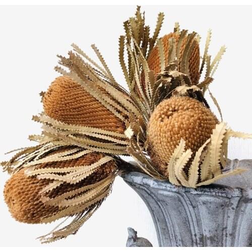 30cm Banksia Integrifolia Bankwood Proteaceae Preserved Dried Flowers Photograph Home Desktop Office Garden Indoor Decoration