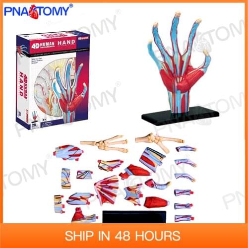 4D MASTER 26057 Human Hand Skeleton Anatomical Model Anatomy DIY Gift Children Toy Puzzle Educational Internal Organs