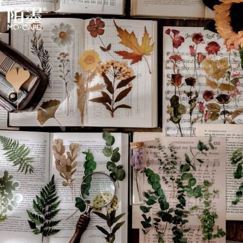10Sheets/pack Retro Plant Specimen Leaf PET Stickers Ablum Diary Scrapbooking Label Sticker School Supplies Bullet Journal n707