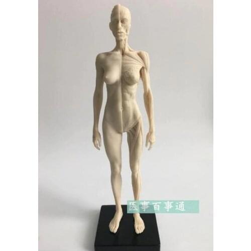 The 30cm medical sculpture drawing CG refers to the anatomy model of human musculoskeletal with skull structure