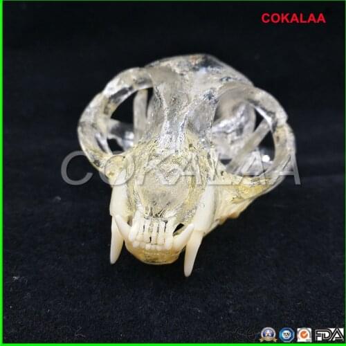 Teaching Dental Teeth Model Cat Model Catamount cats teeth Cat Dentition Model