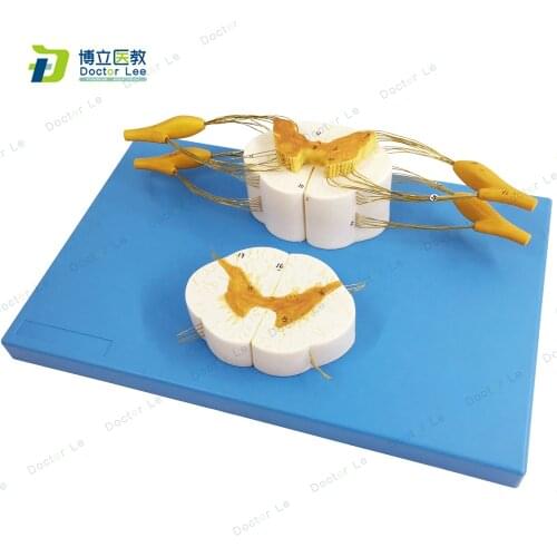 5 Times Enlarged Spinal Cord with Nerve Branches Medical Backbone Anatomical Human Model with Spine Nerve